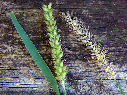 Setaria parviflora